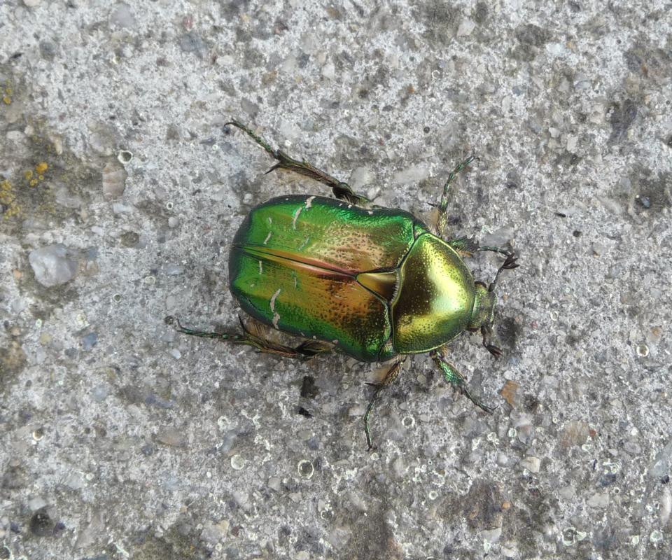 Free download high resolution image - free image free photo free stock image public domain picture  The Flower Chafer is a beautiful, shiny, emerald green