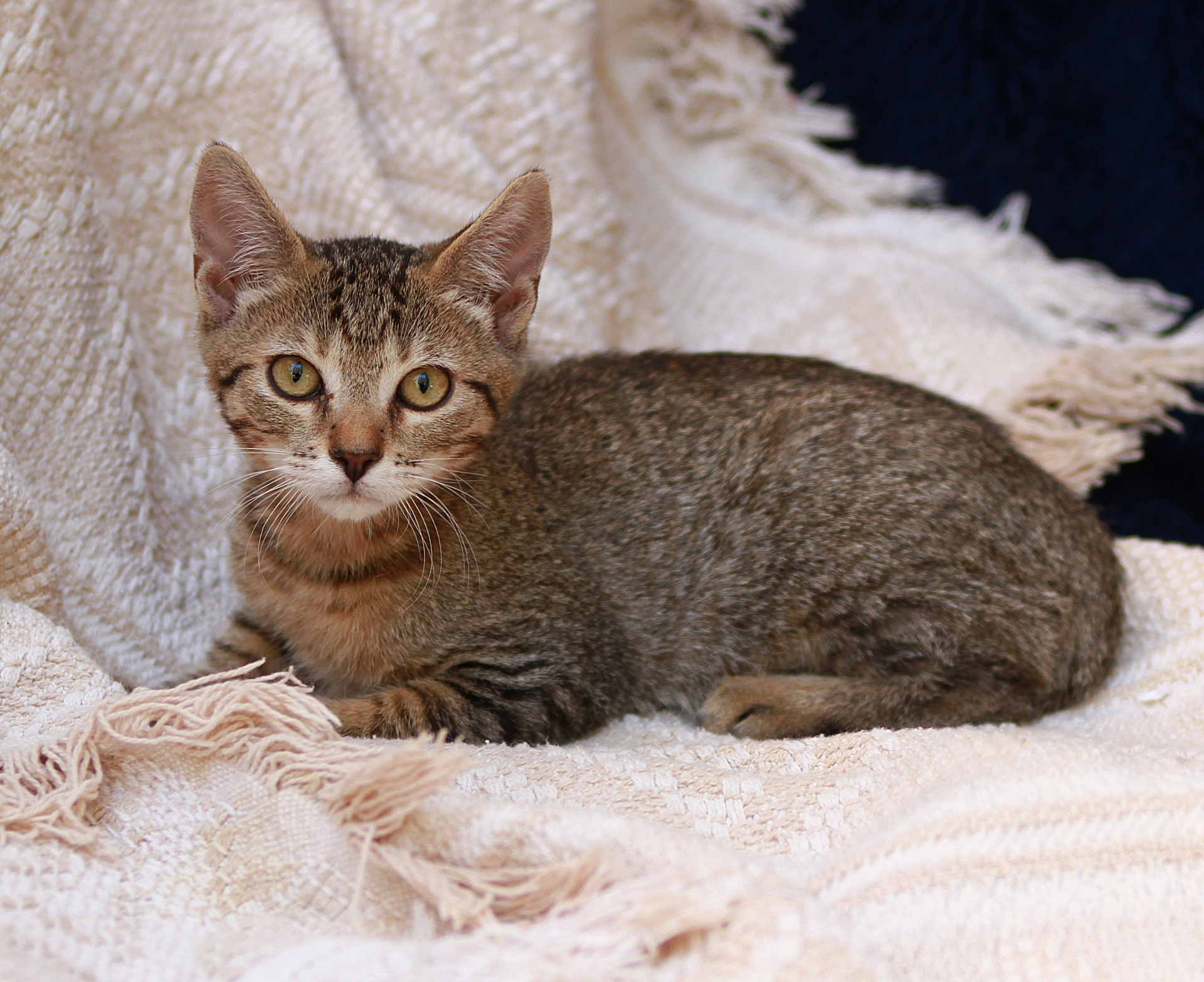 Free download high resolution image - free image free photo free stock image public domain picture -young shelter kitten