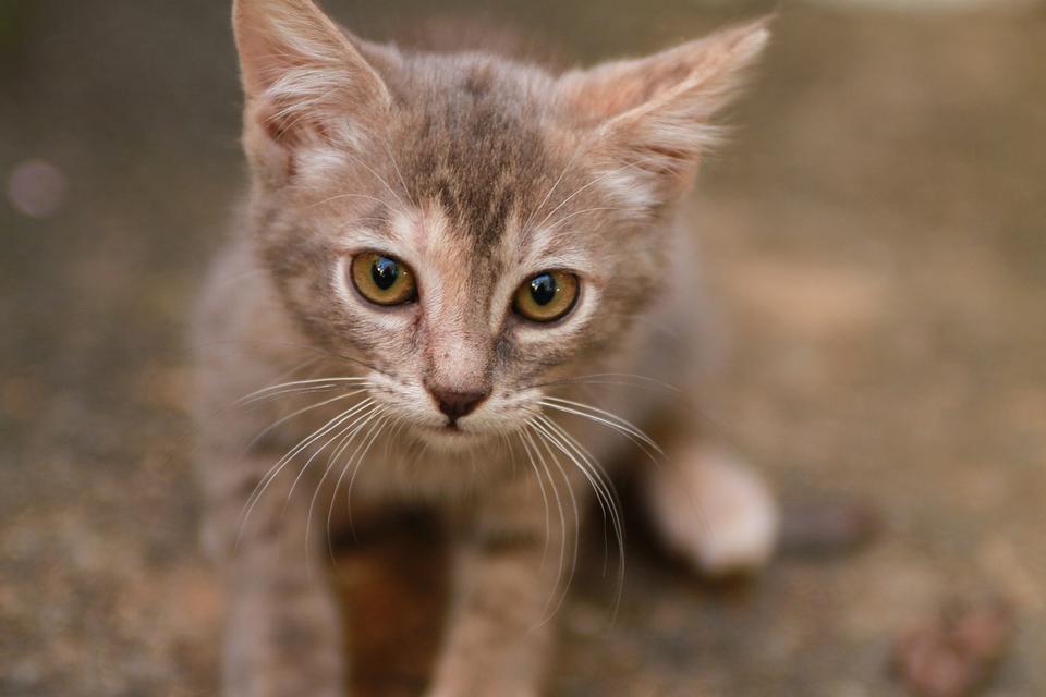 Free download high resolution image - free image free photo free stock image public domain picture  young shelter kitten