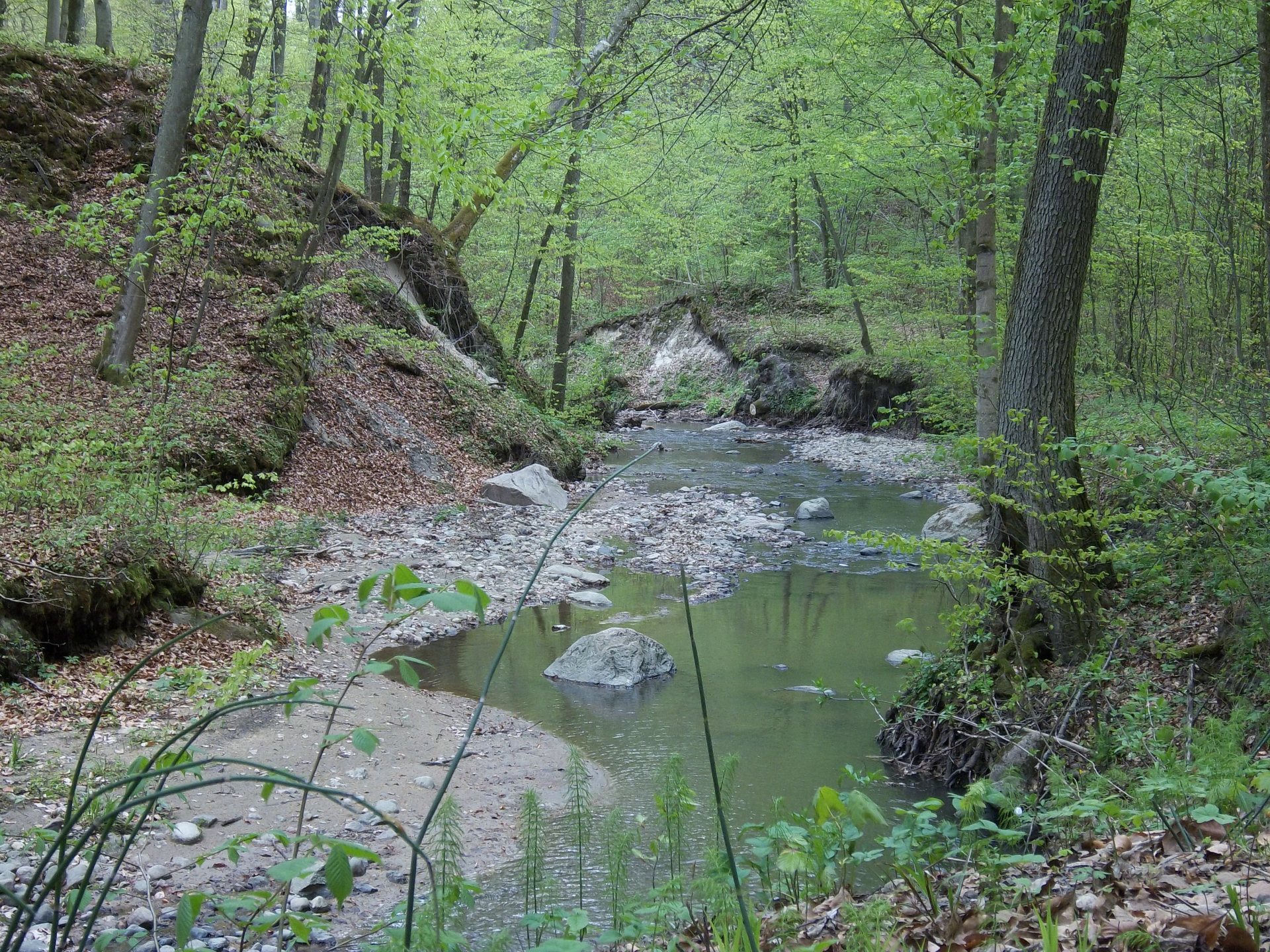 Free download high resolution image - free image free photo free stock image public domain picture -a small creek in the woods during spring