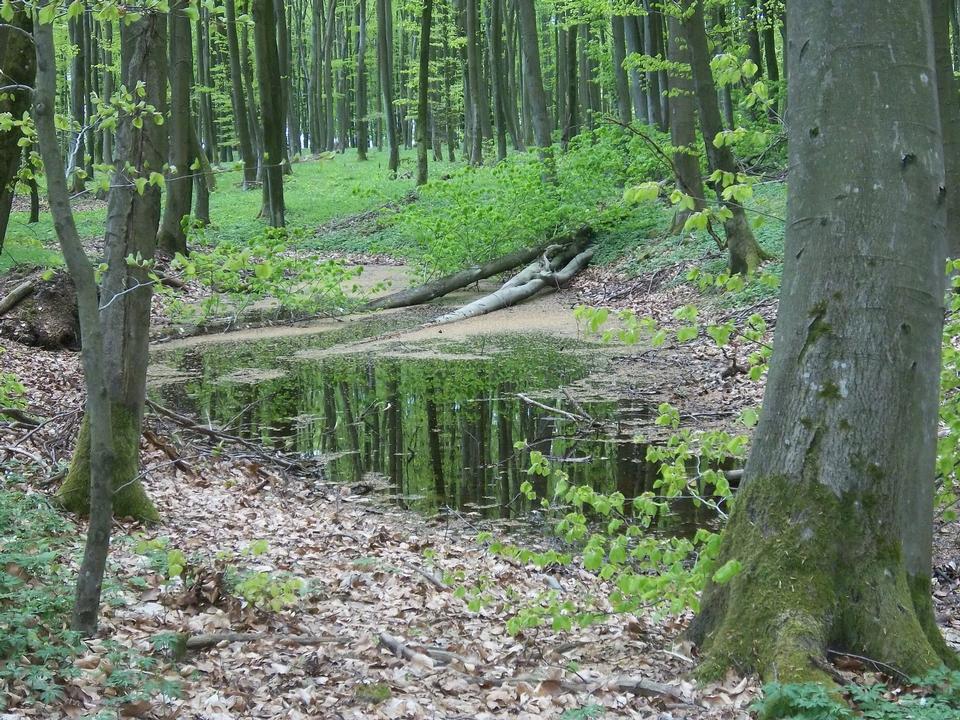 Free download high resolution image - free image free photo free stock image public domain picture  a small creek in the forest