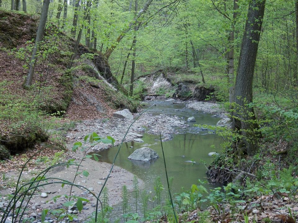 Free download high resolution image - free image free photo free stock image public domain picture  a small creek in the woods during spring