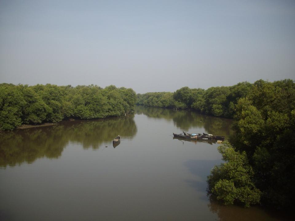 Free download high resolution image - free image free photo free stock image public domain picture  beautiful mangrove forests in Mumbai