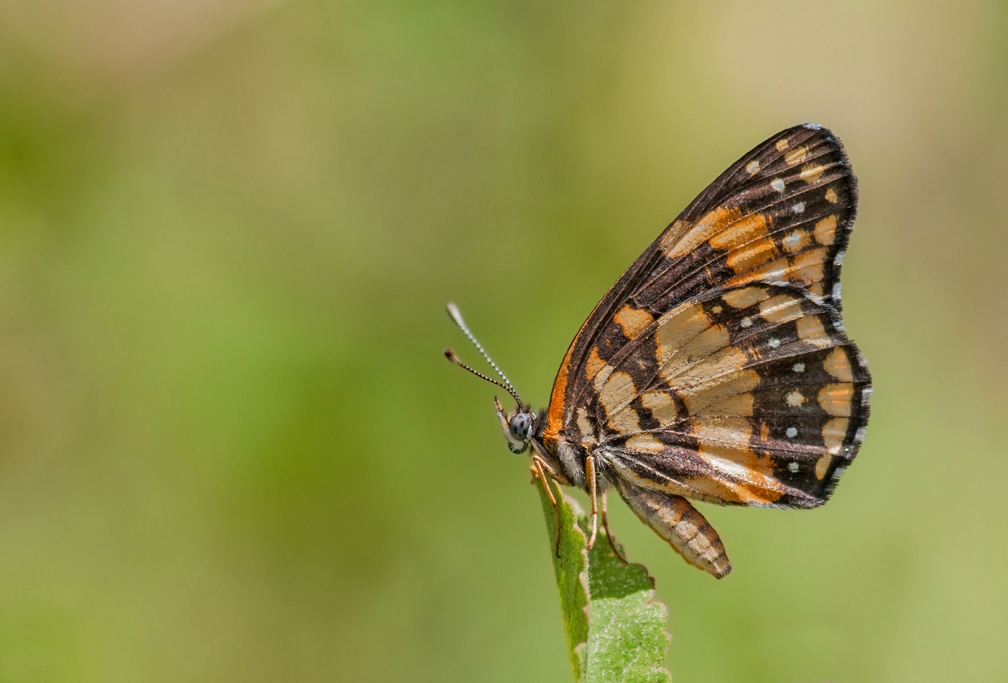 Free download high resolution image - free image free photo free stock image public domain picture -Bordered Patch butterfly