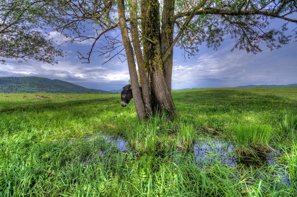 Free download high resolution image - free image free photo free stock image public domain picture  Donkey on Ljubljana marshes