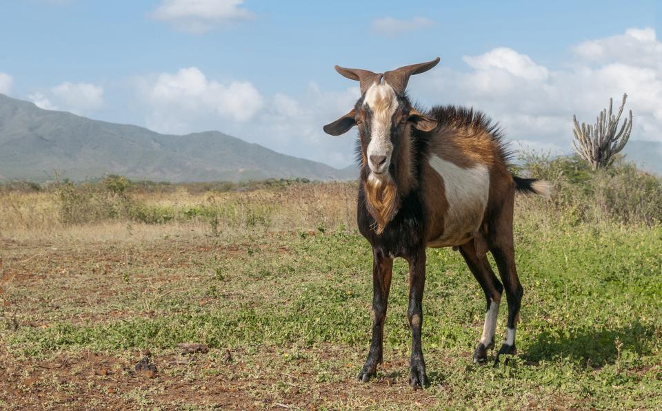 Free download high resolution image - free image free photo free stock image public domain picture  Male goat animal in heat