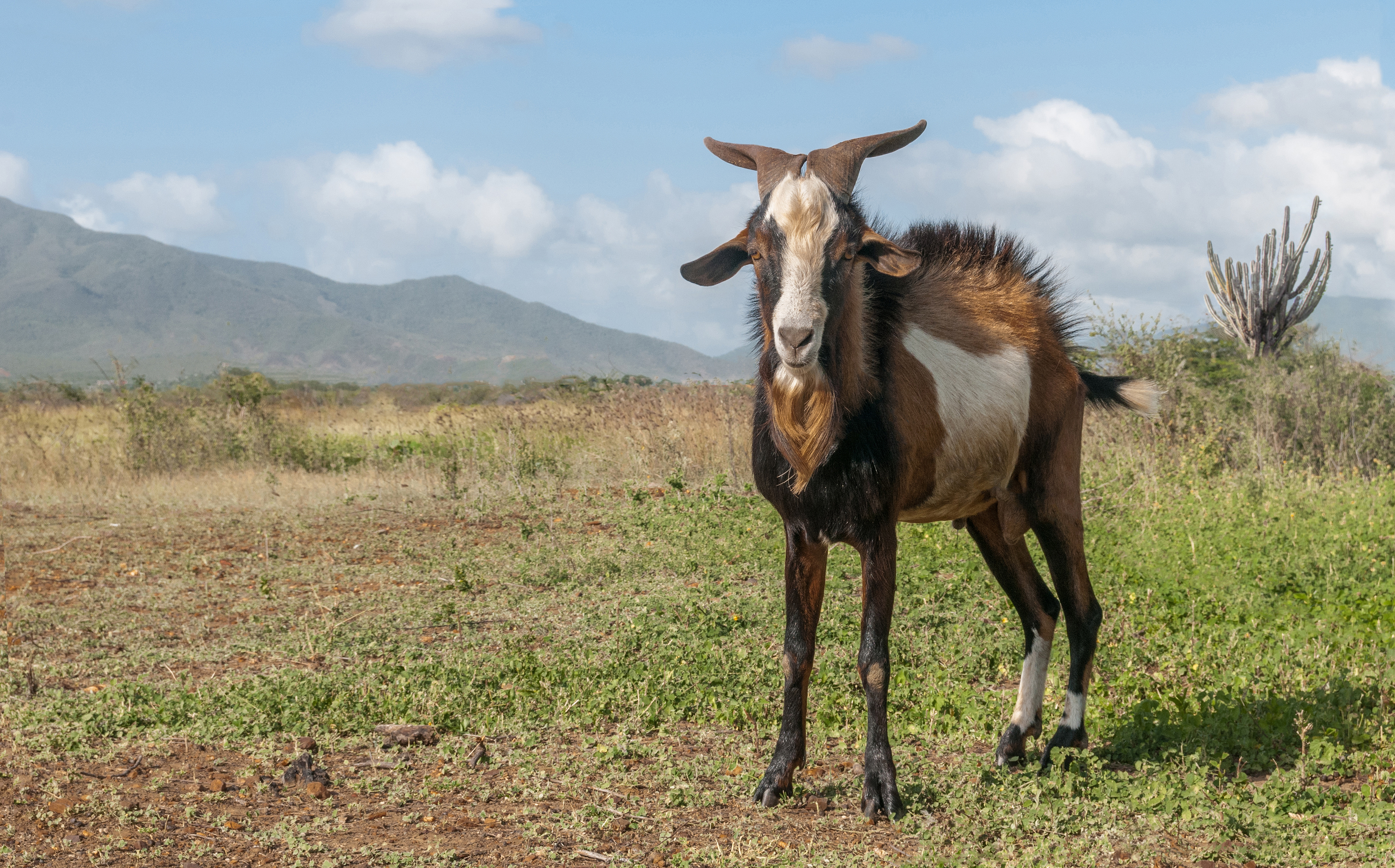 Free download high resolution image - free image free photo free stock image public domain picture -Male goat animal in heat