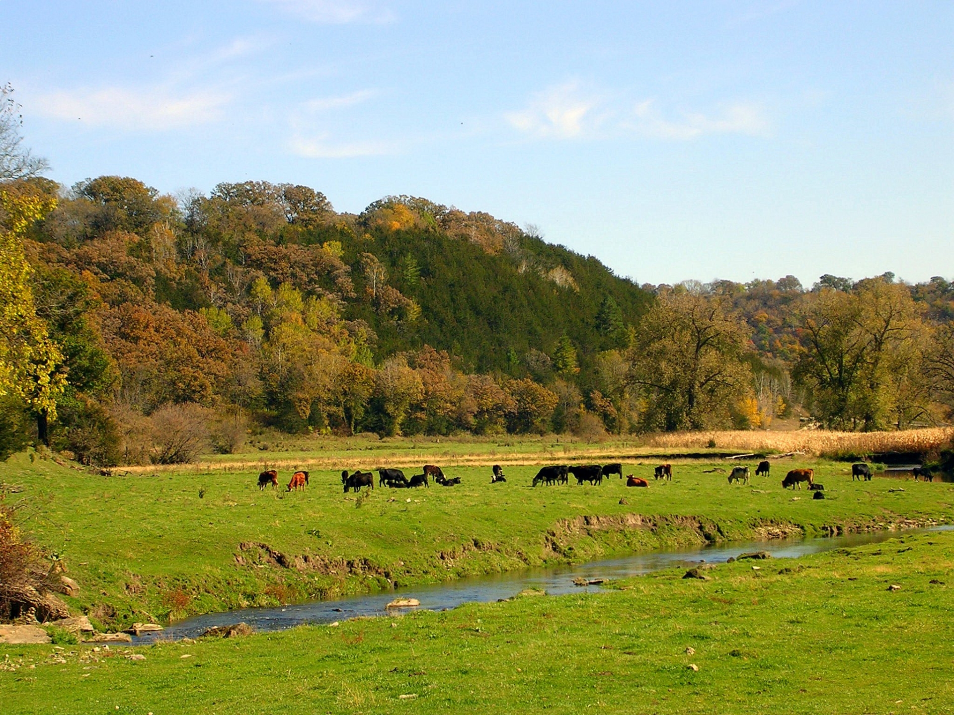 Free download high resolution image - free image free photo free stock image public domain picture -Cattle herd grazing in pasture in autumn