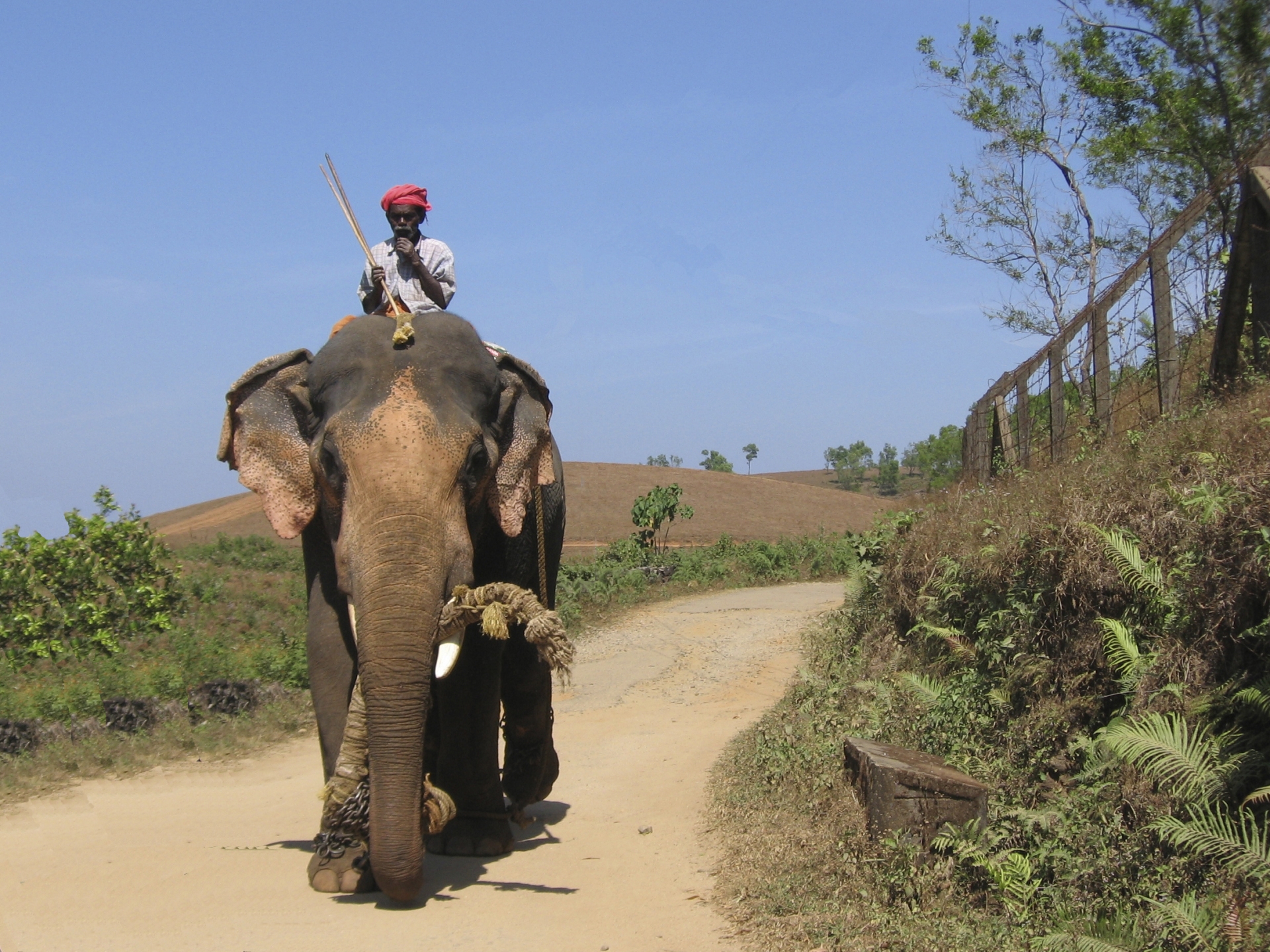 Free download high resolution image - free image free photo free stock image public domain picture -Elephant and mahaut  driver