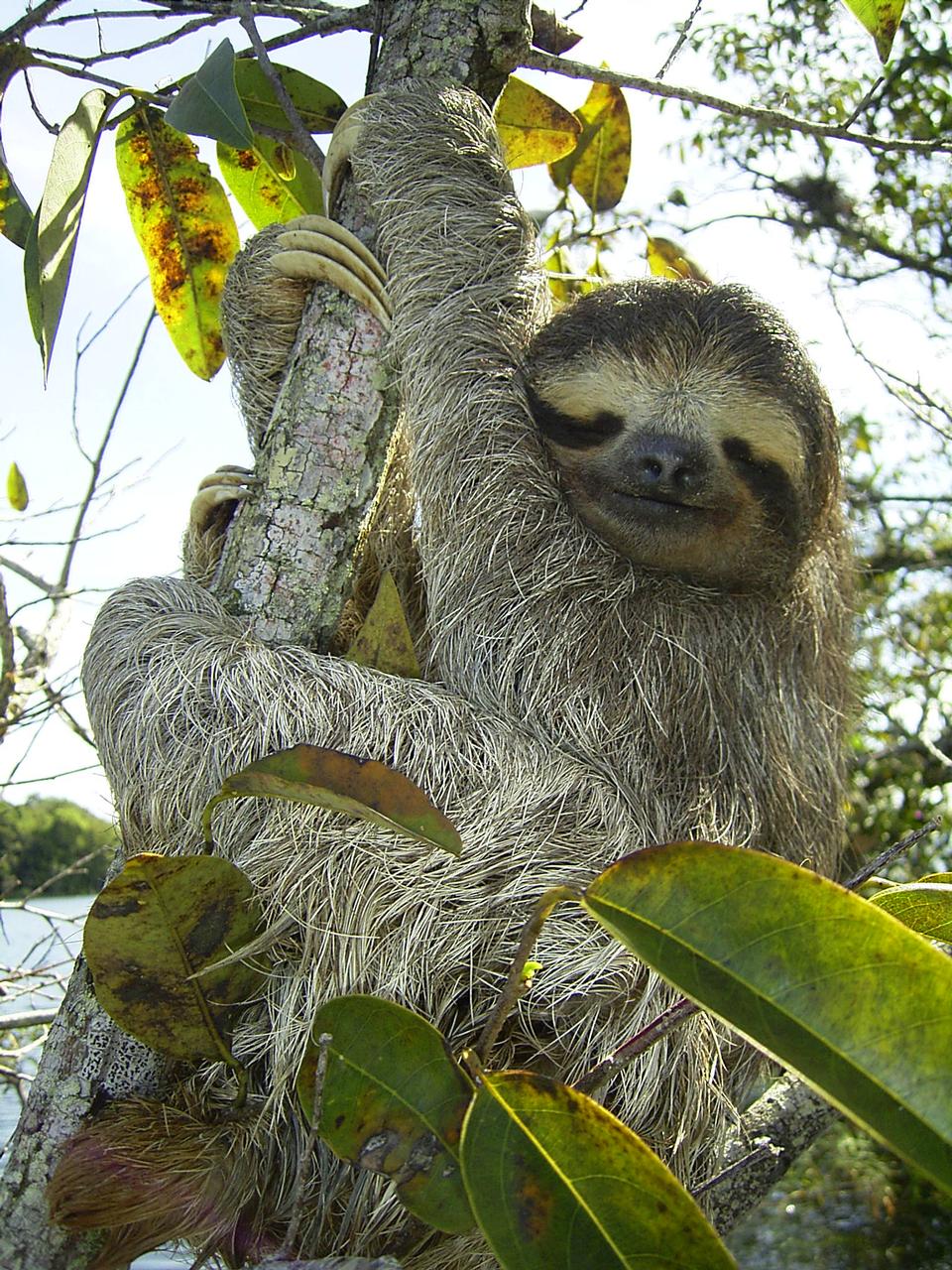 Free download high resolution image - free image free photo free stock image public domain picture  Sloth in  Lake Gatun, Republic of Panama