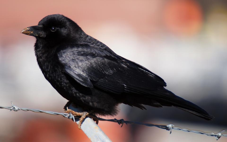 Free download high resolution image - free image free photo free stock image public domain picture  American Crow