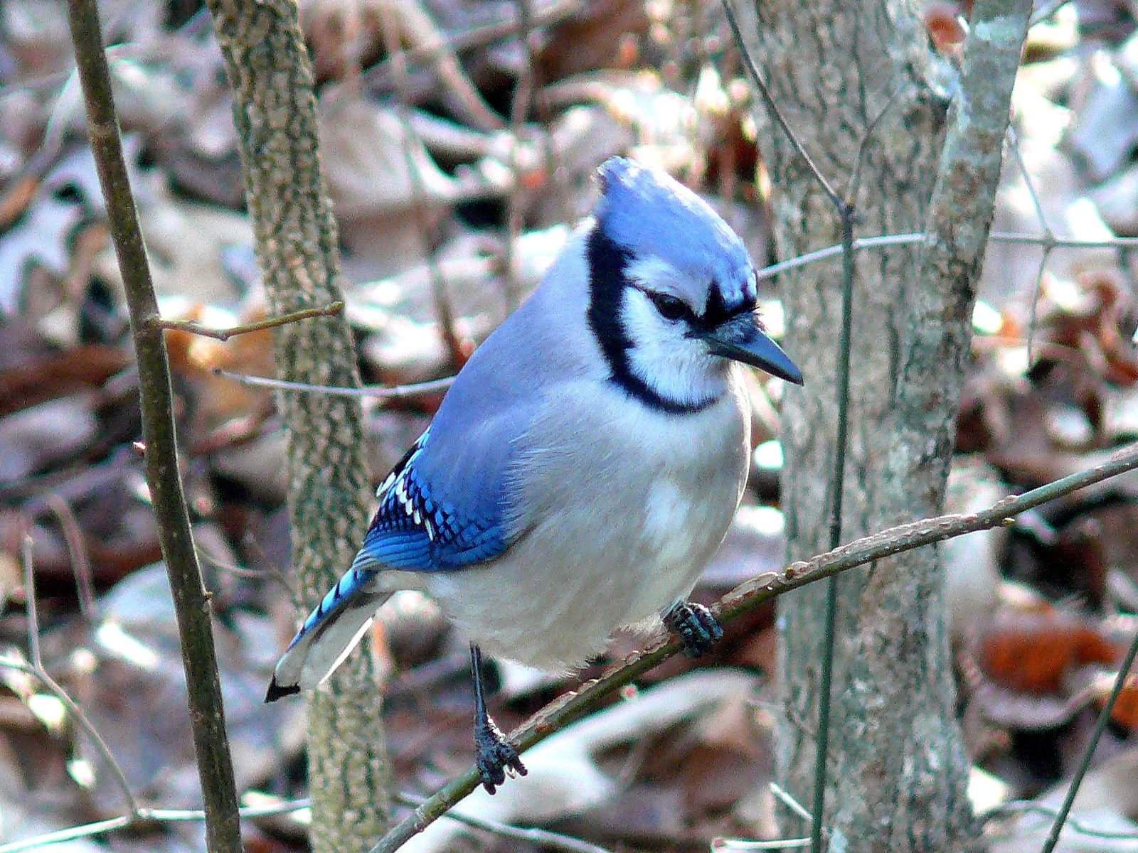 Free download high resolution image - free image free photo free stock image public domain picture -A blue jay perched on a tree branch