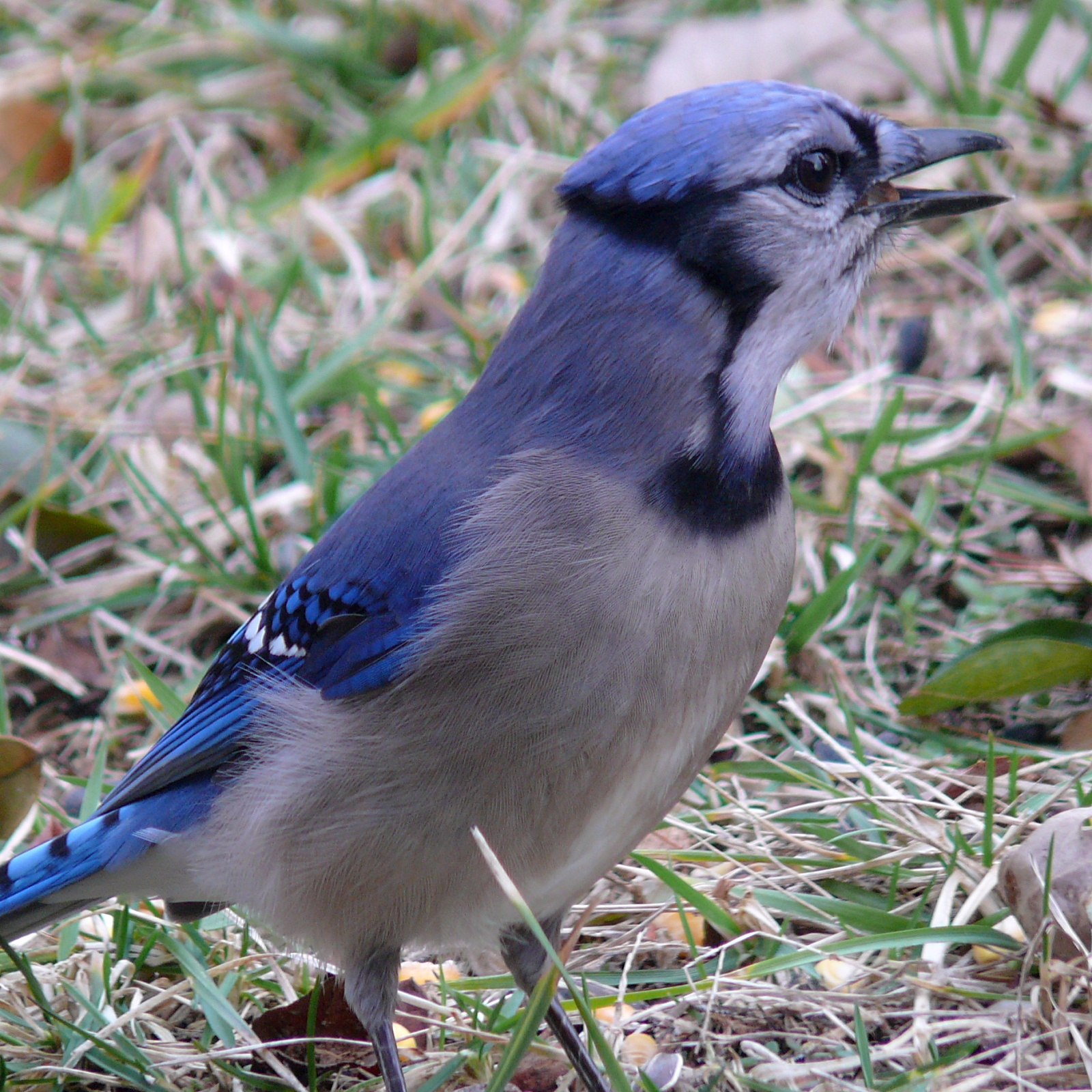 Free download high resolution image - free image free photo free stock image public domain picture -Blue Jay