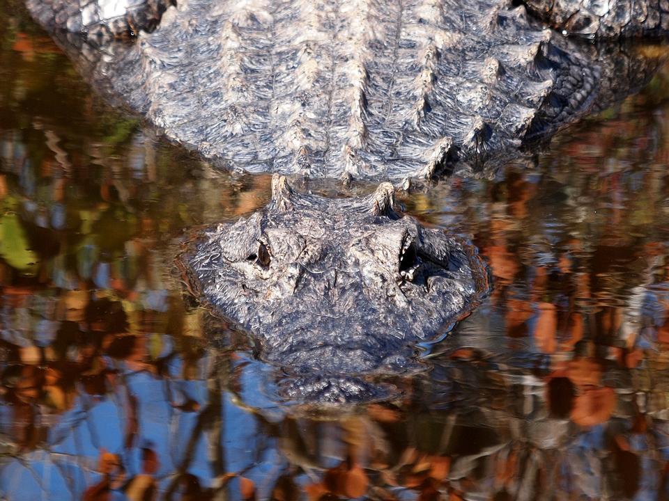 Free download high resolution image - free image free photo free stock image public domain picture  American Crocodile