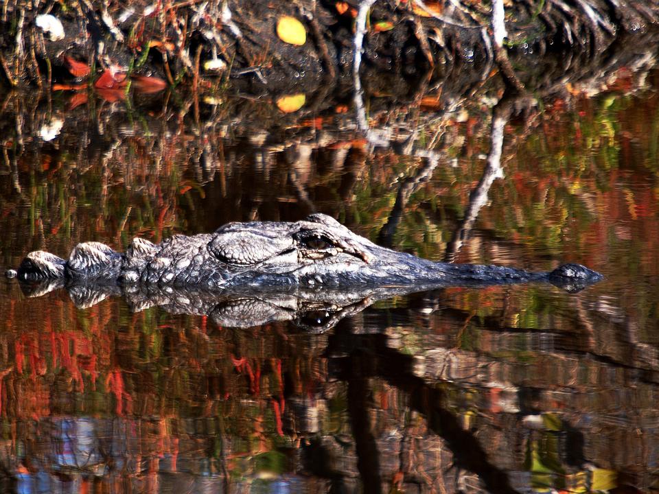 Free download high resolution image - free image free photo free stock image public domain picture  American Crocodile