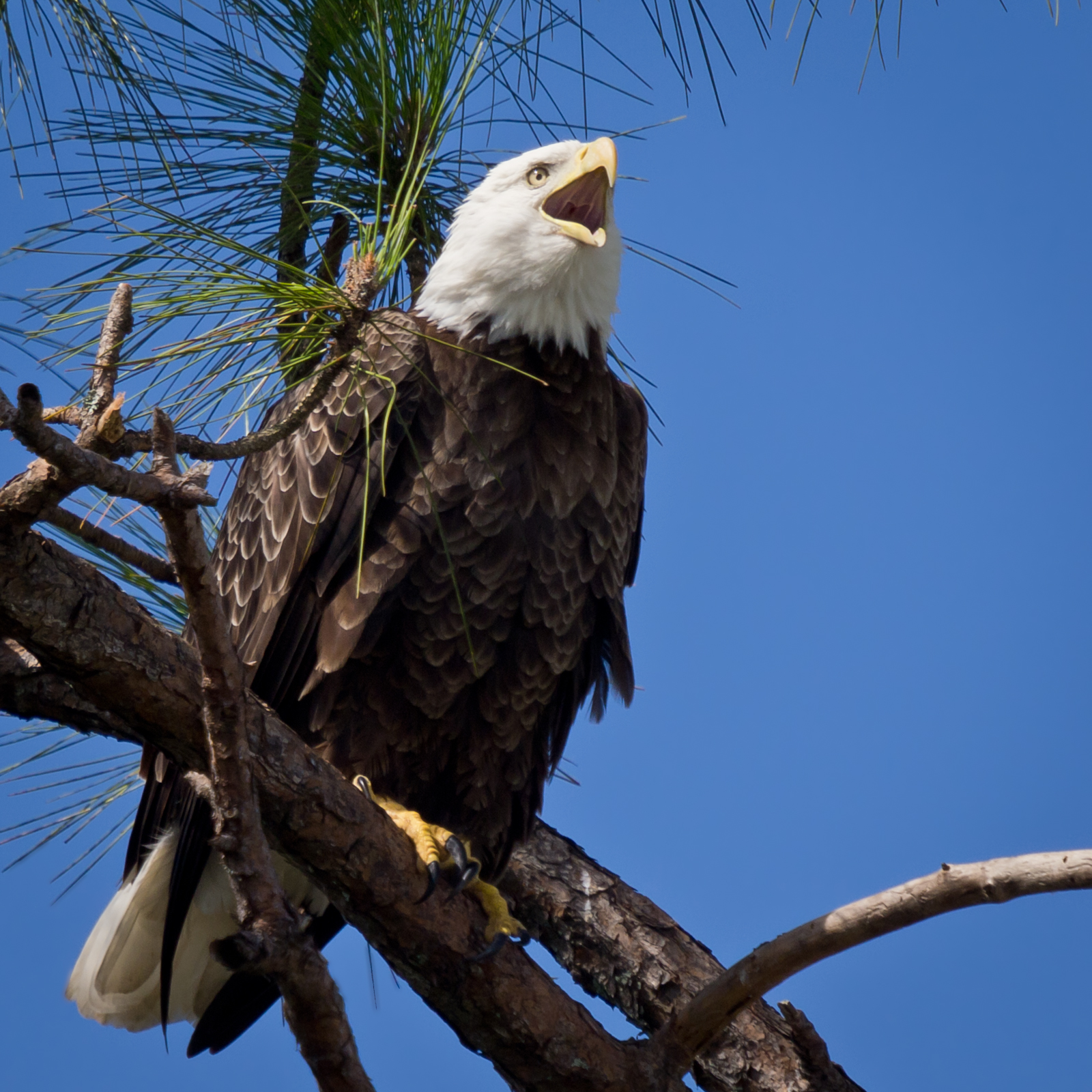 Free download high resolution image - free image free photo free stock image public domain picture -Bald Eagle resting on a perch