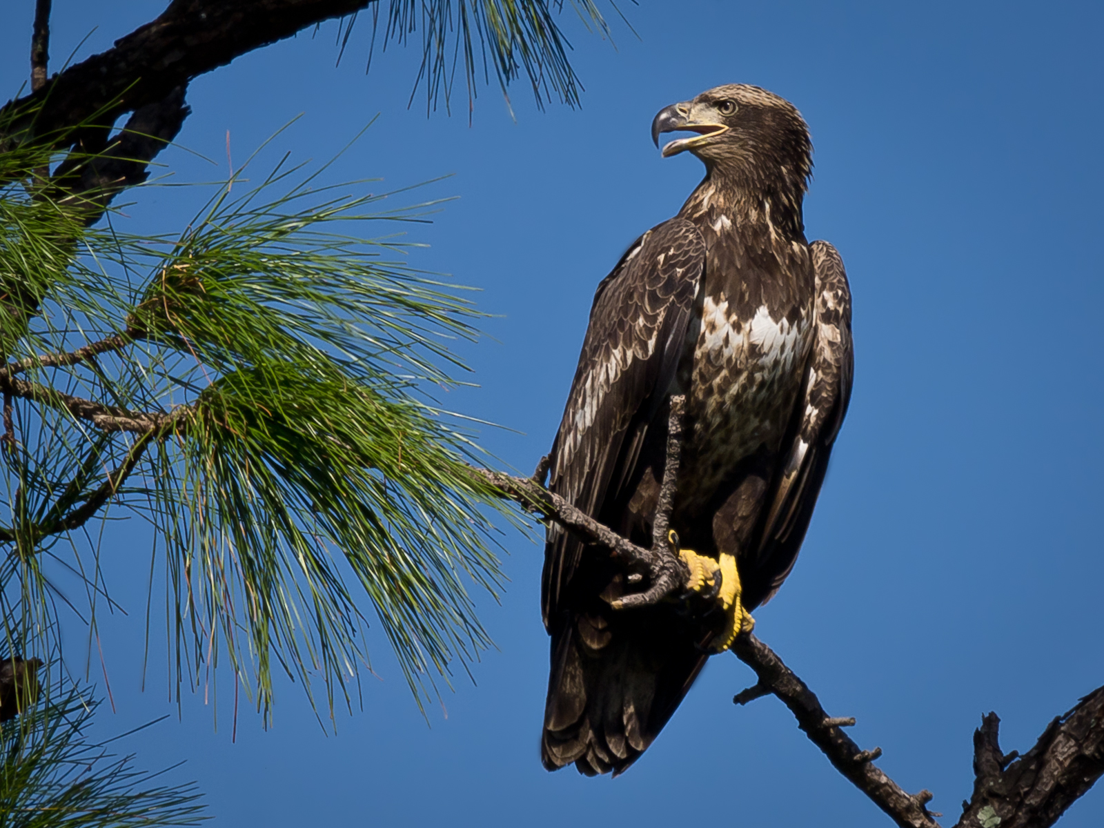 Free download high resolution image - free image free photo free stock image public domain picture -Bald Eagle resting on a perch