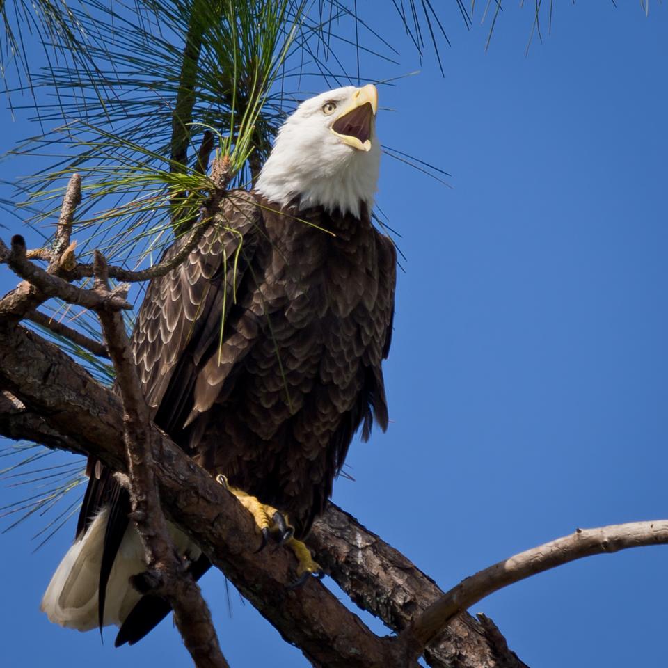 Free download high resolution image - free image free photo free stock image public domain picture  Bald Eagle resting on a perch