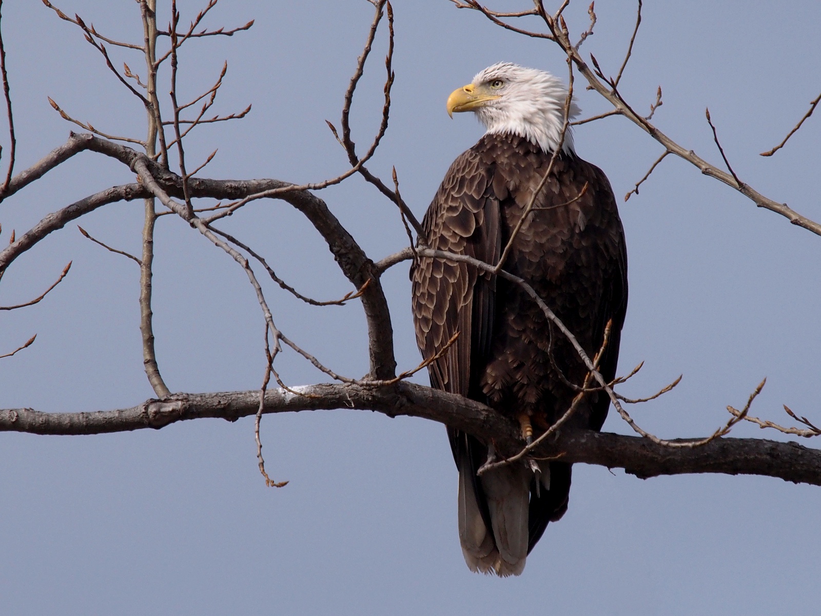 Free download high resolution image - free image free photo free stock image public domain picture -Bald Eagle resting on a perch