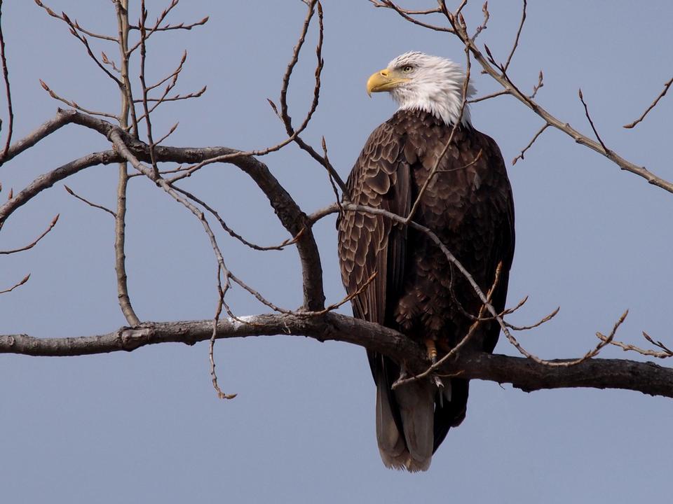 Free download high resolution image - free image free photo free stock image public domain picture  Bald Eagle resting on a perch