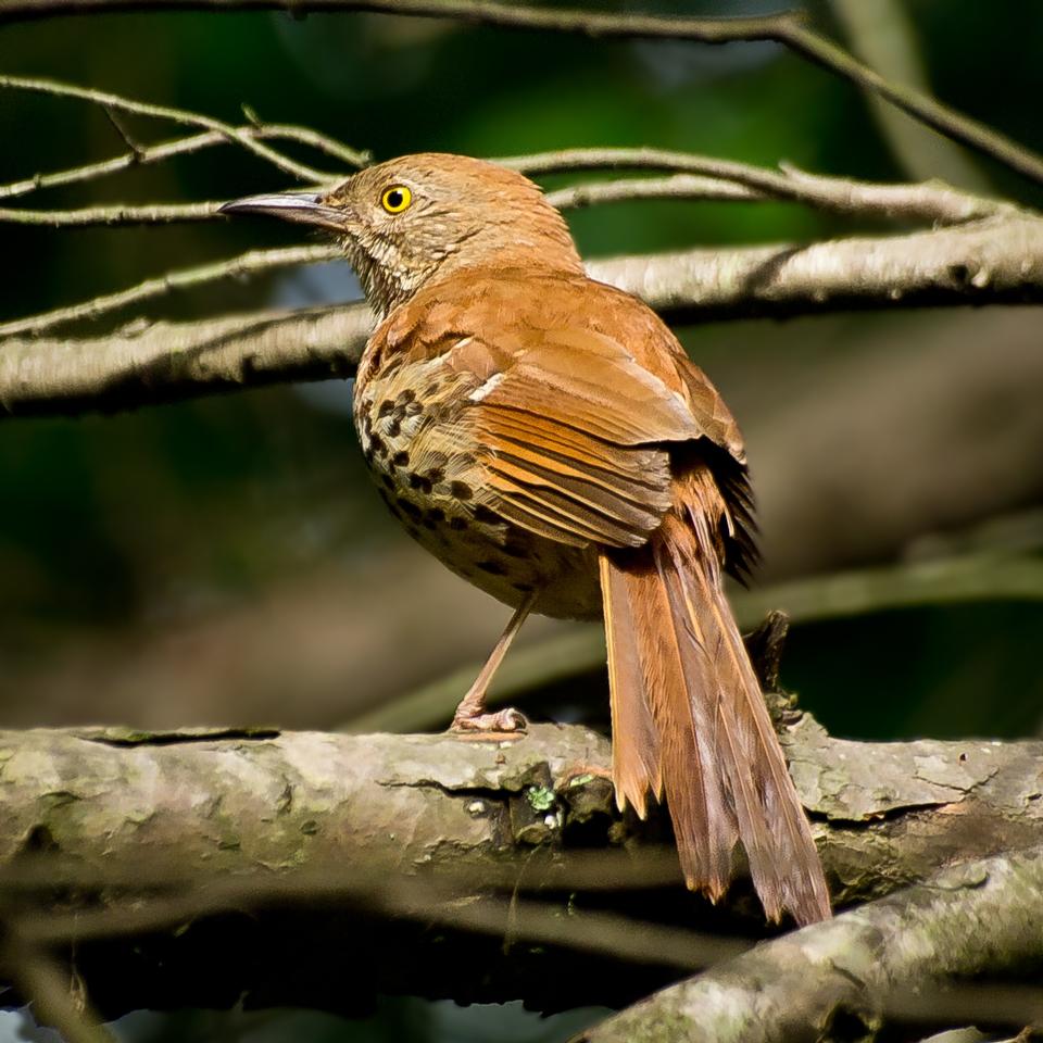 Free download high resolution image - free image free photo free stock image public domain picture  Brown Thrasher pauses briefly on an open perch