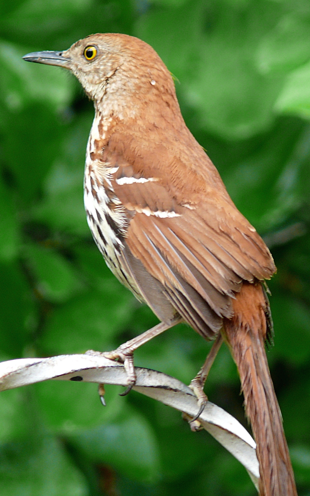 Free download high resolution image - free image free photo free stock image public domain picture -Brown Thrasher pauses briefly on an open perch