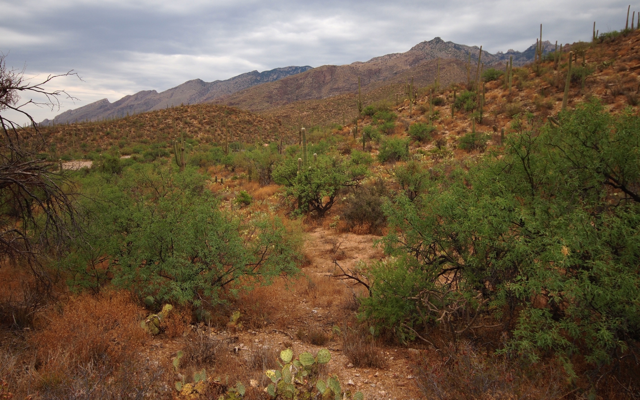 Free download high resolution image - free image free photo free stock image public domain picture -Sabino Canyon Trail in Tucson, Arizona