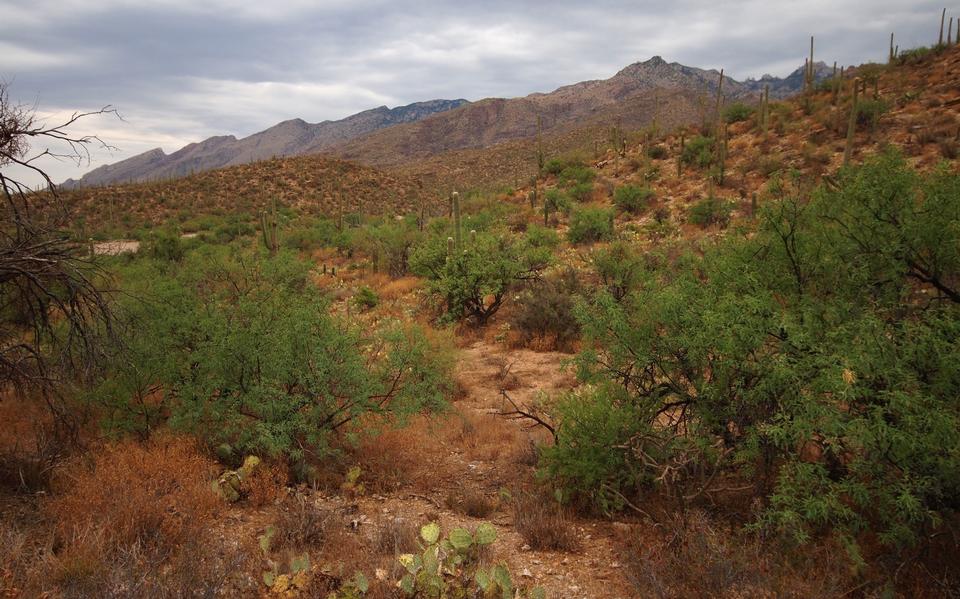 Free download high resolution image - free image free photo free stock image public domain picture  Sabino Canyon Trail in Tucson, Arizona