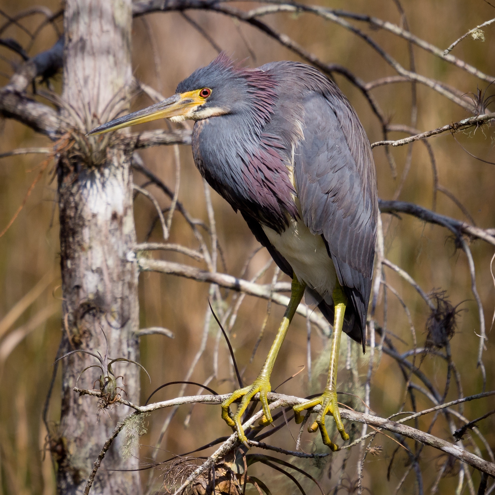 Free download high resolution image - free image free photo free stock image public domain picture -Tricolored Heron, Egretta tricolor