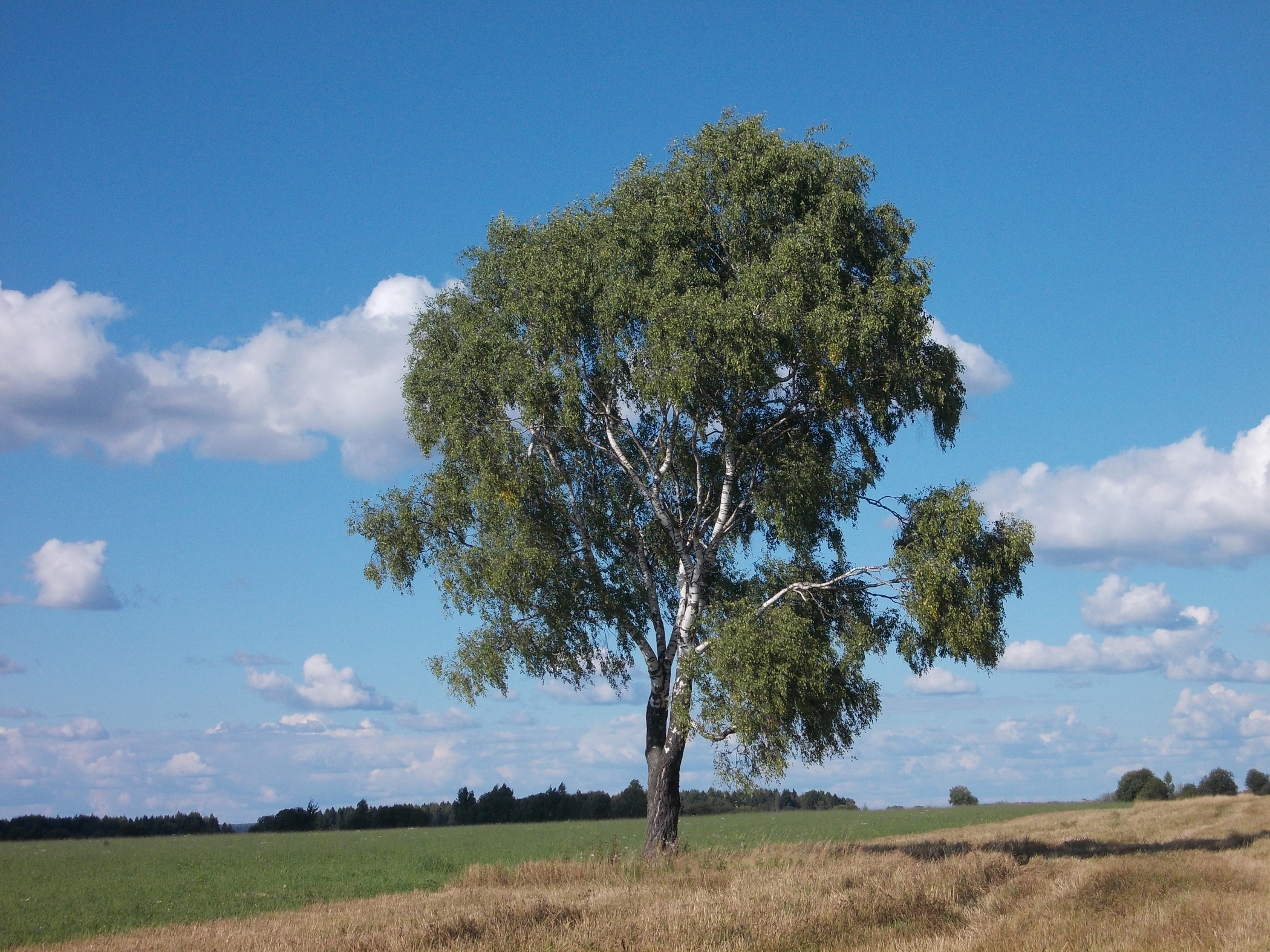 Free download high resolution image - free image free photo free stock image public domain picture -Field,tree and blue sky