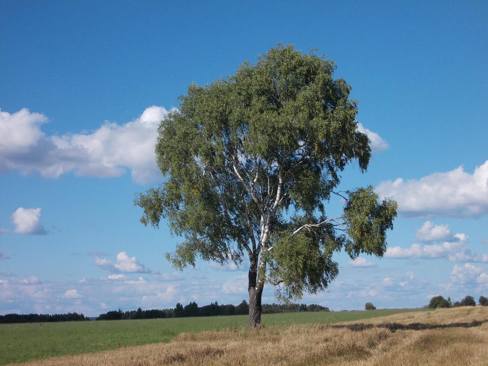 Free download high resolution image - free image free photo free stock image public domain picture  Field,tree and blue sky