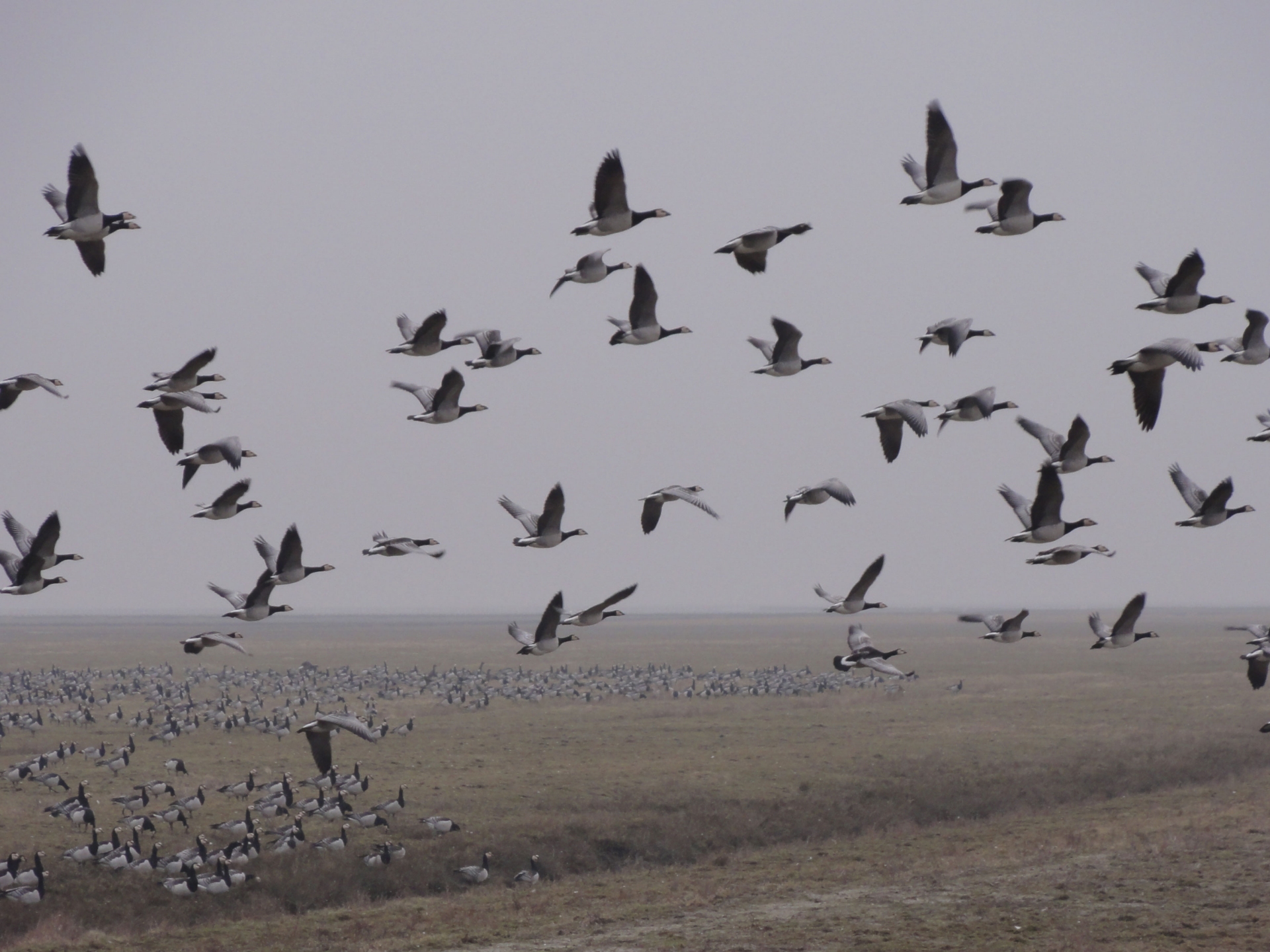 Free download high resolution image - free image free photo free stock image public domain picture -flock of birds over swamp