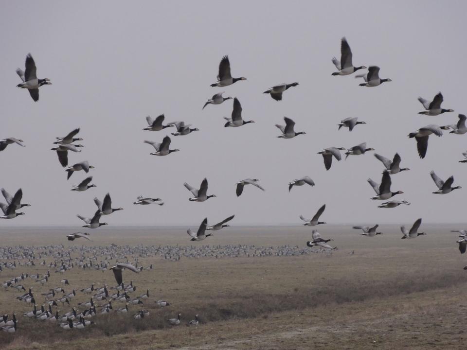 Free download high resolution image - free image free photo free stock image public domain picture  flock of birds over swamp