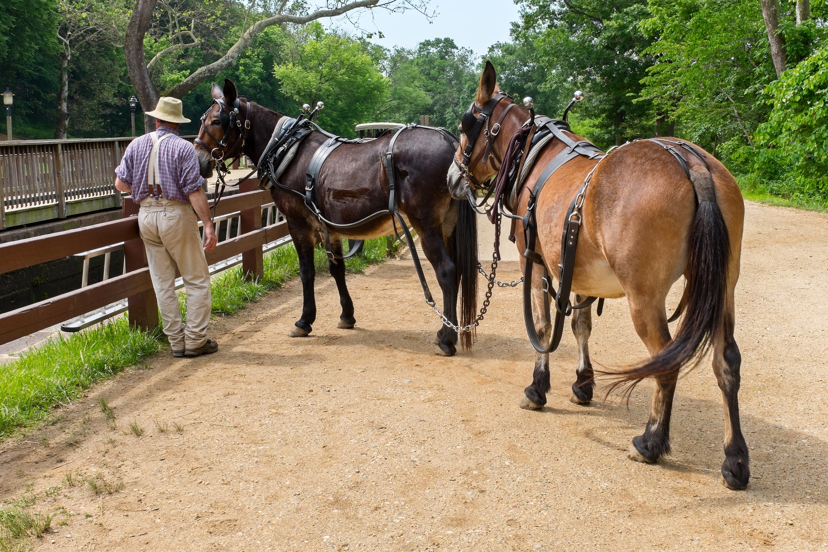 Free download high resolution image - free image free photo free stock image public domain picture -A couple mules waiting to pull a boat in Great Falls MD