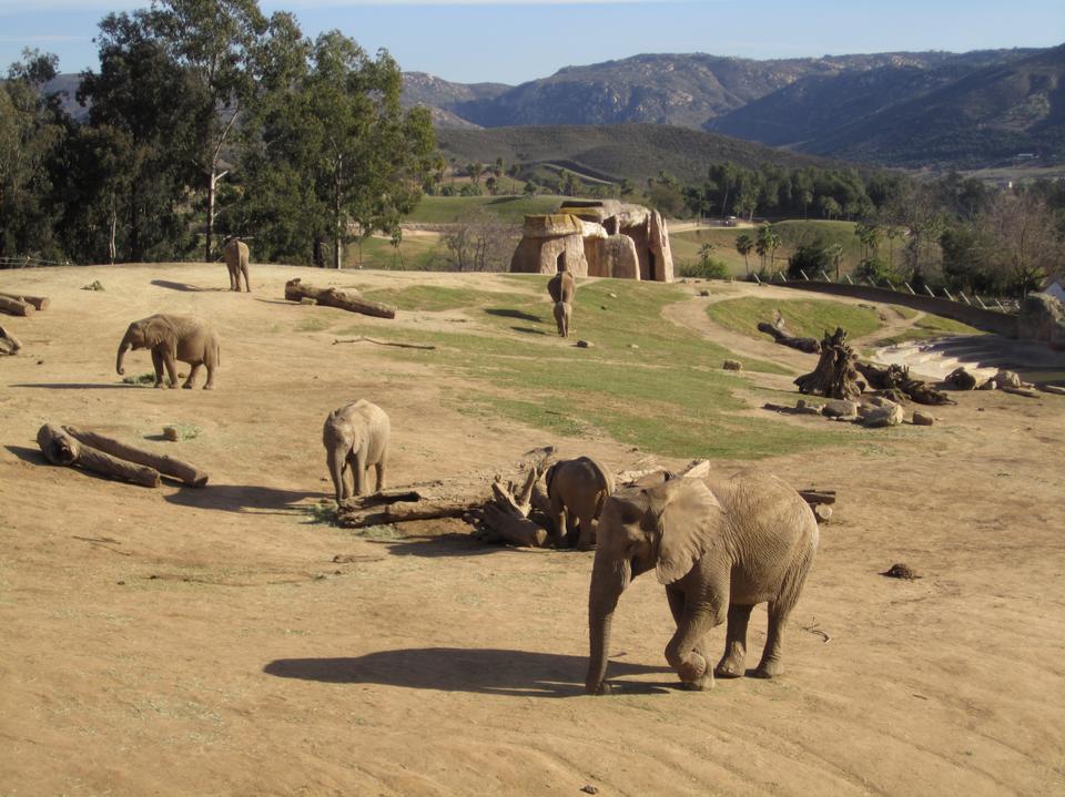 Free download high resolution image - free image free photo free stock image public domain picture  African elephant mother and babies