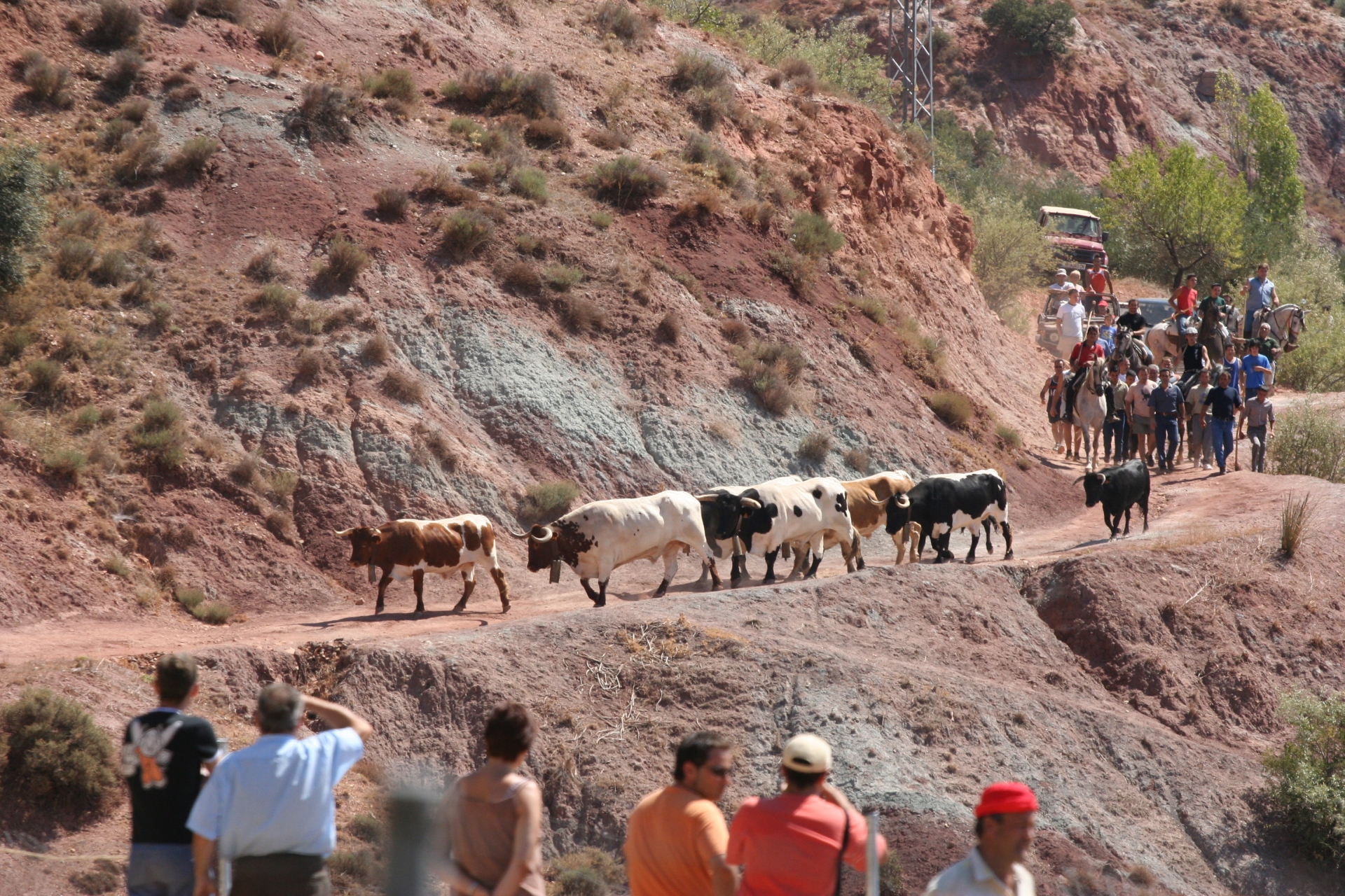 Free download high resolution image - free image free photo free stock image public domain picture -Cows going home in the dust