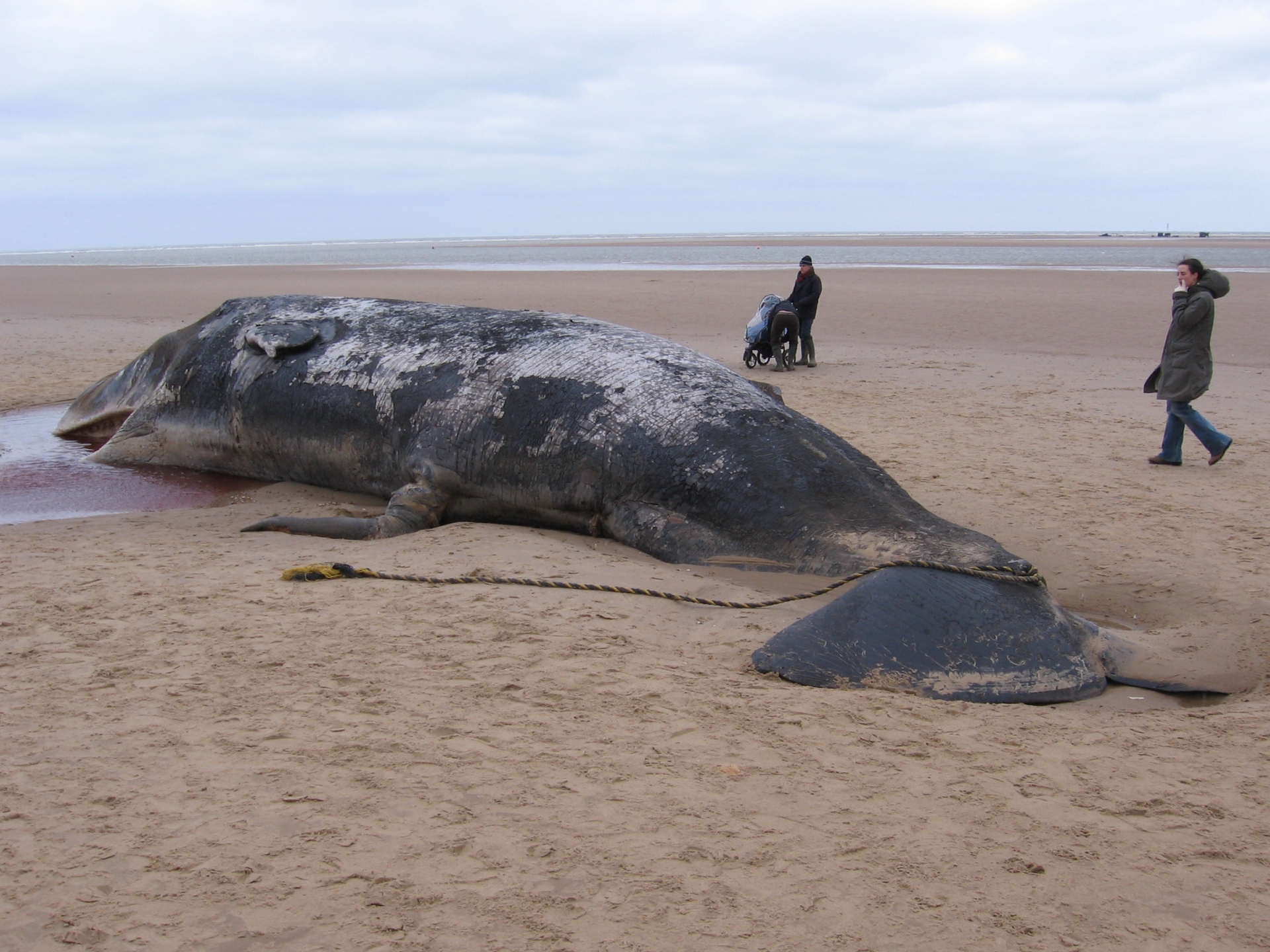 Free download high resolution image - free image free photo free stock image public domain picture -Beached sperm whale, Norfolk