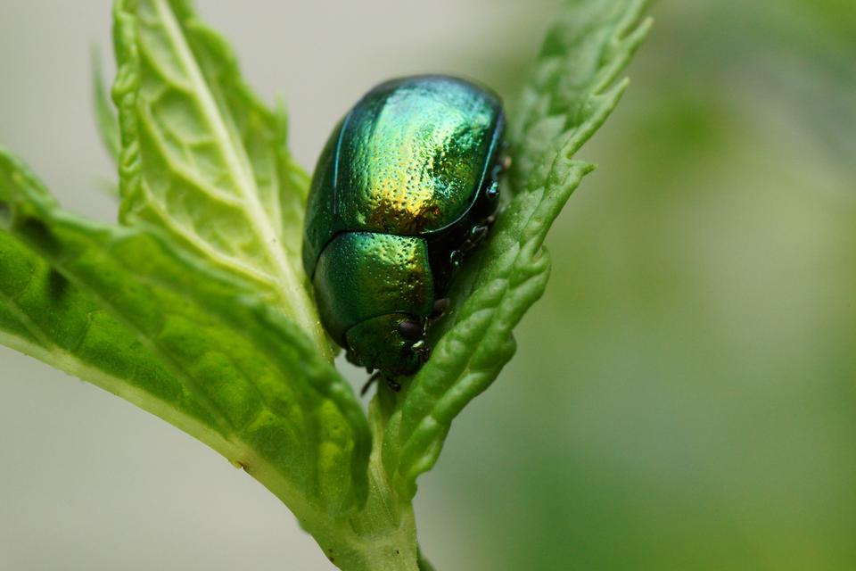 Free download high resolution image - free image free photo free stock image public domain picture  Green dock beetle, Gastrophysa viridula sitting on leaf