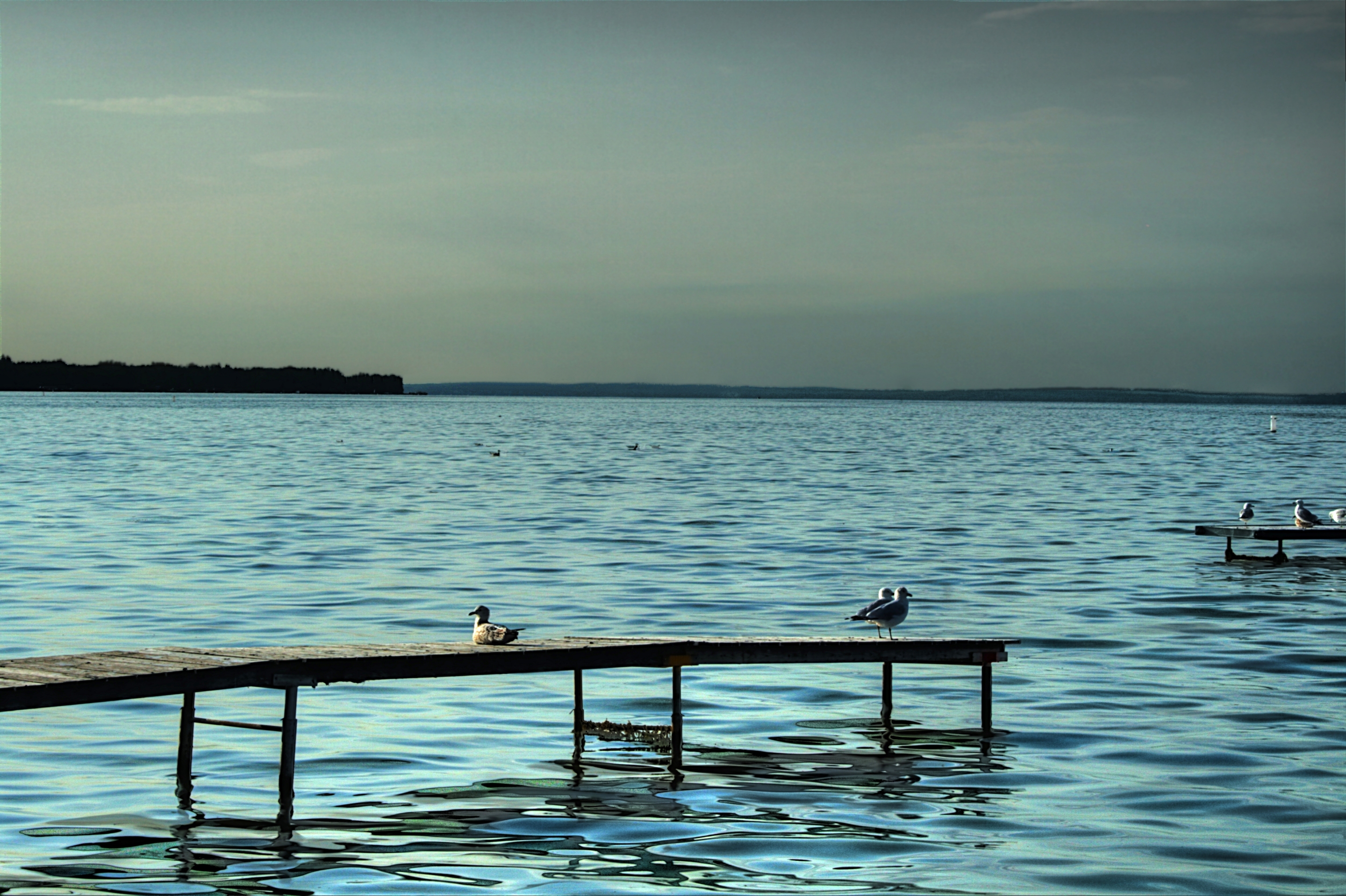 Free download high resolution image - free image free photo free stock image public domain picture -Seagulls Pigeon Lake, Alberta, Canada