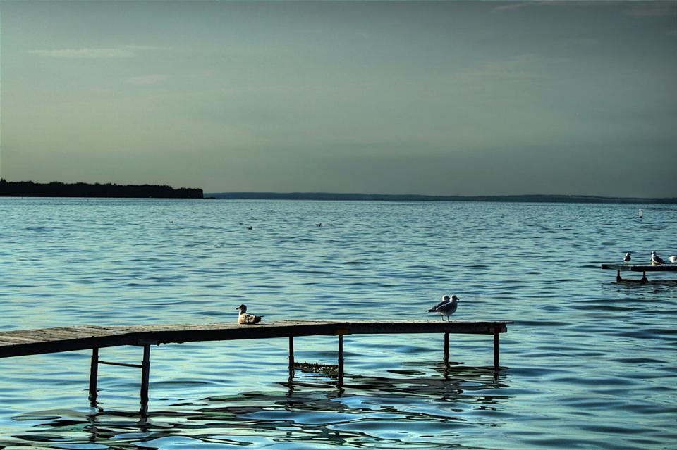 Free download high resolution image - free image free photo free stock image public domain picture  Seagulls Pigeon Lake, Alberta, Canada