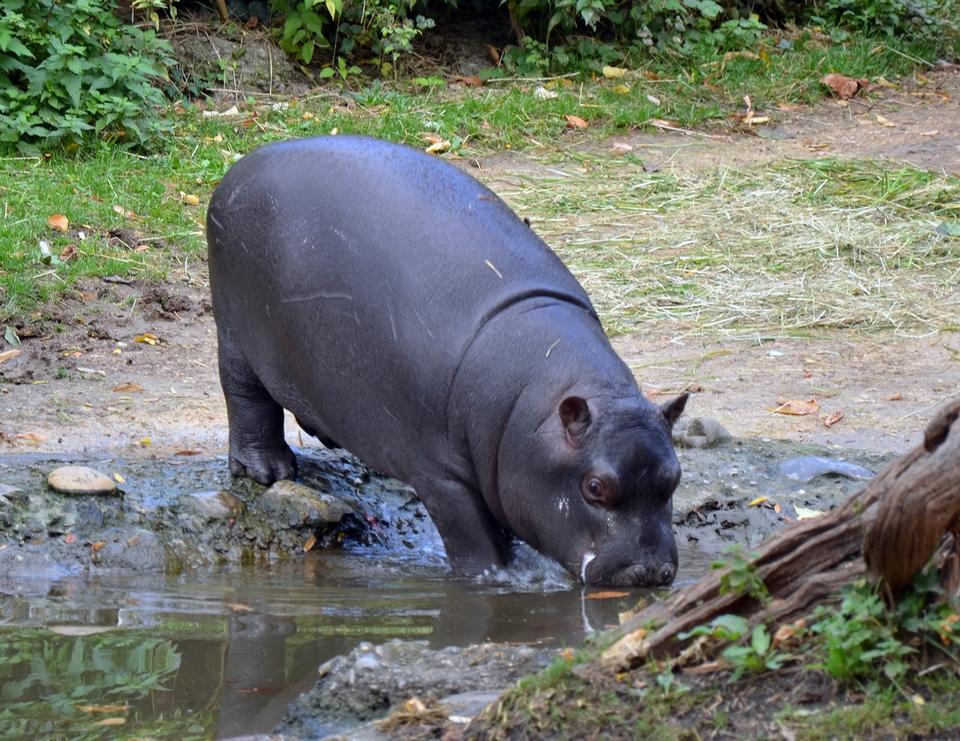 Free download high resolution image - free image free photo free stock image public domain picture  Hippopotamus walking on river bank