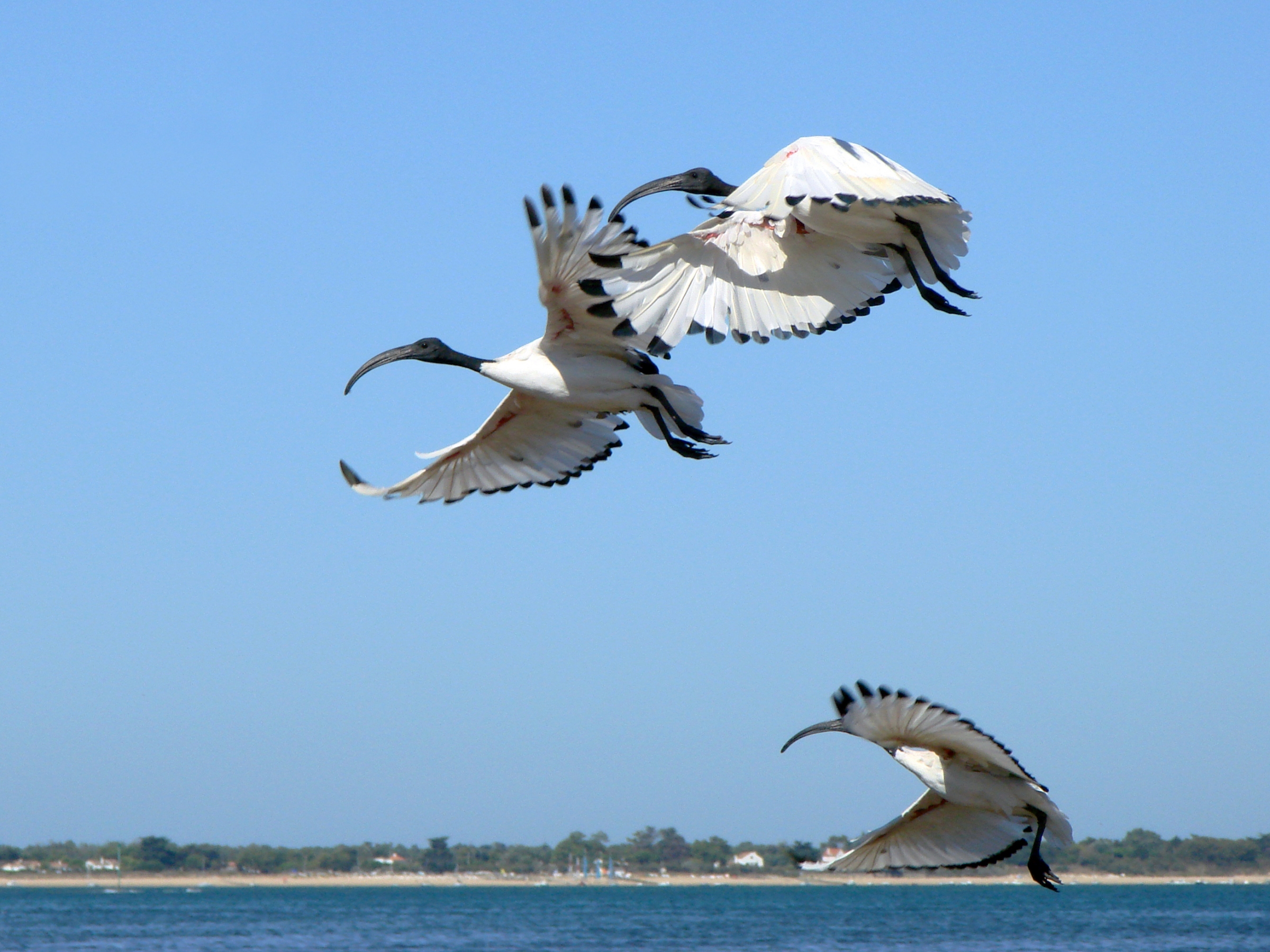 Free download high resolution image - free image free photo free stock image public domain picture -African Sacred Ibis in flight over water