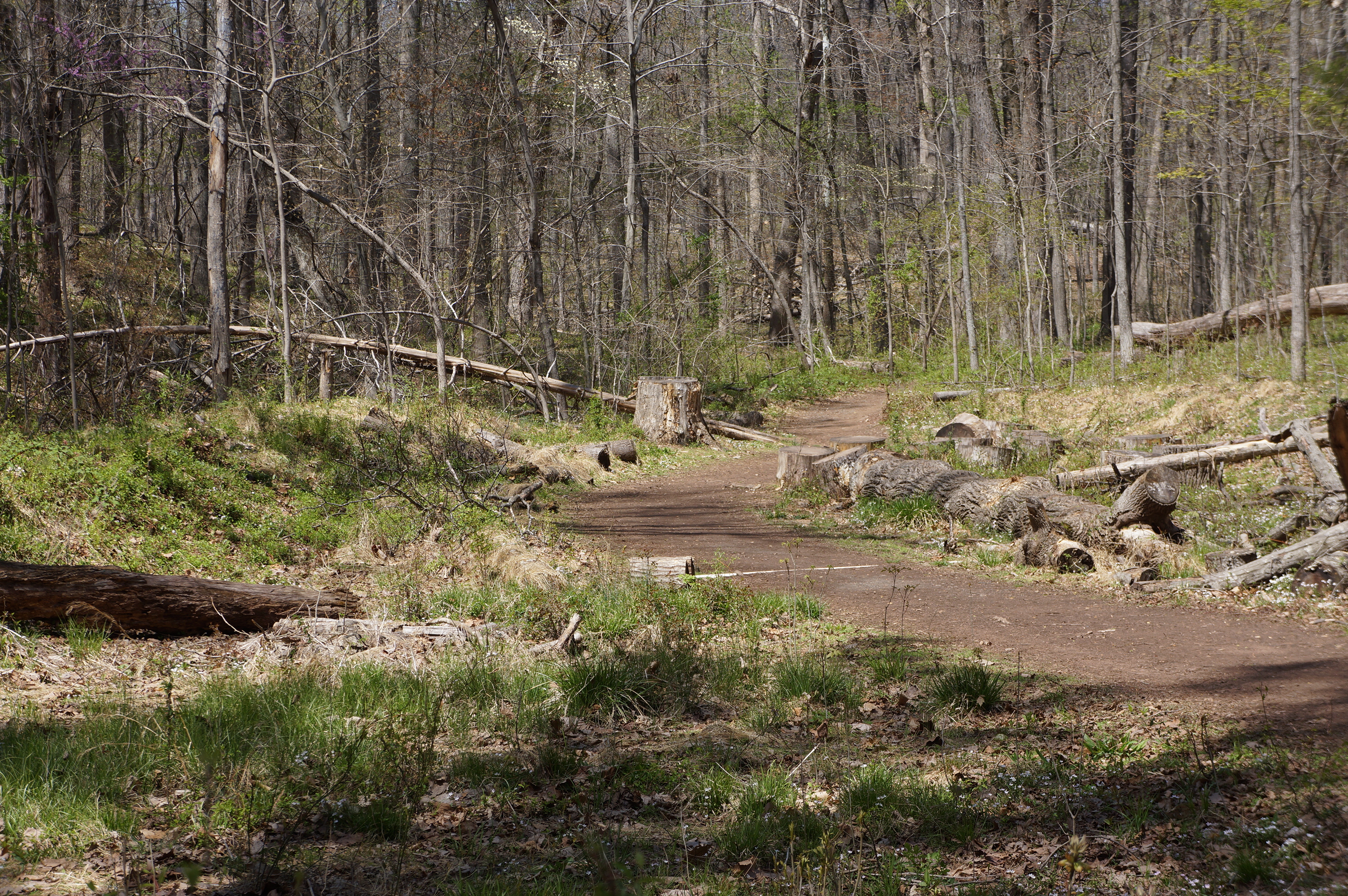 Free download high resolution image - free image free photo free stock image public domain picture -Forest cut down on spring time