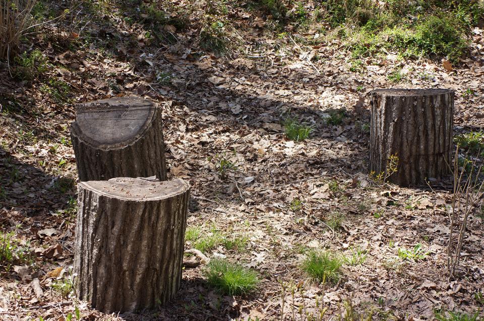 Free download high resolution image - free image free photo free stock image public domain picture  Stump of cut trees