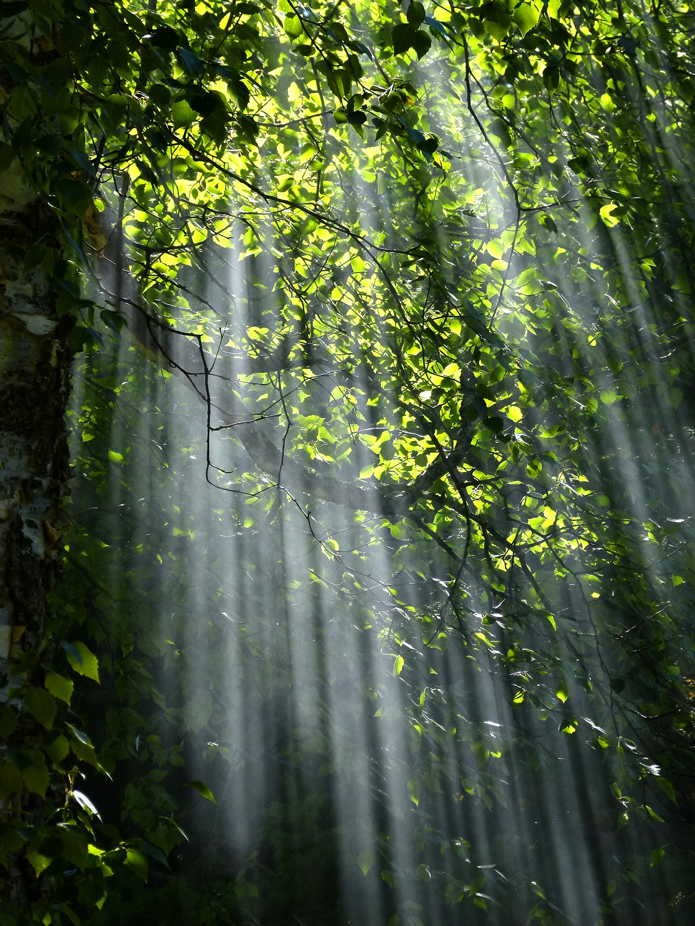 Free download high resolution image - free image free photo free stock image public domain picture -Sun beams pour through trees in foggy forest