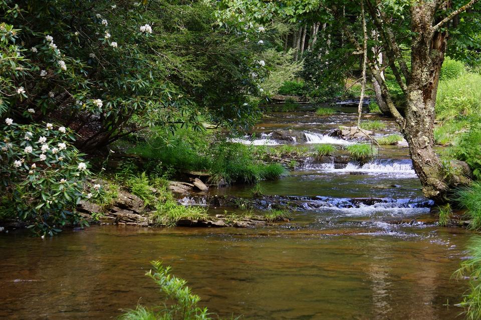 Free download high resolution image - free image free photo free stock image public domain picture  Dolly Sods Beautiful Stream Forest WV