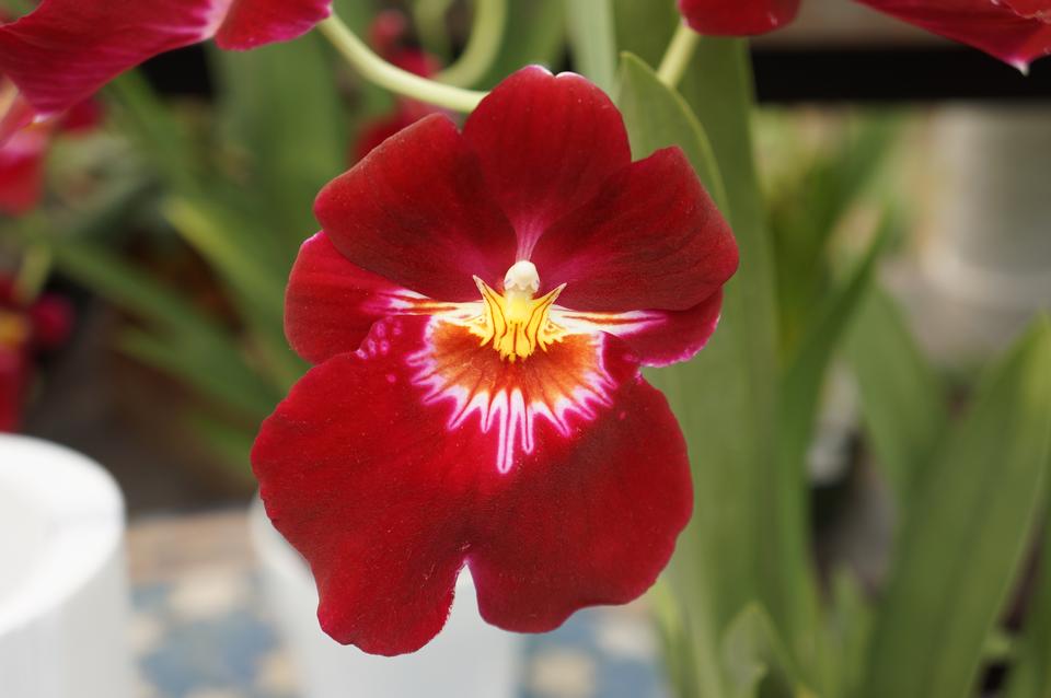 Free download high resolution image - free image free photo free stock image public domain picture  Closeup of pansy flowers