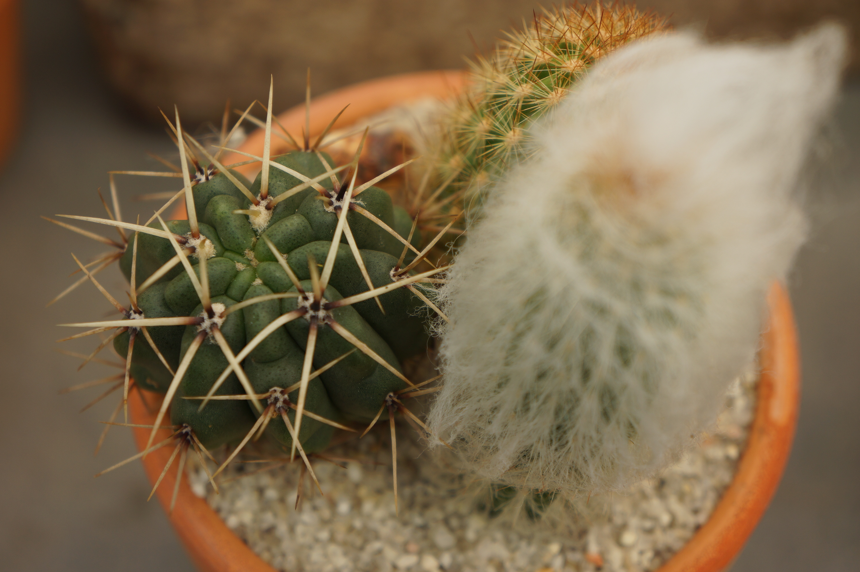 Free download high resolution image - free image free photo free stock image public domain picture -cactus with flower cactus in a pot