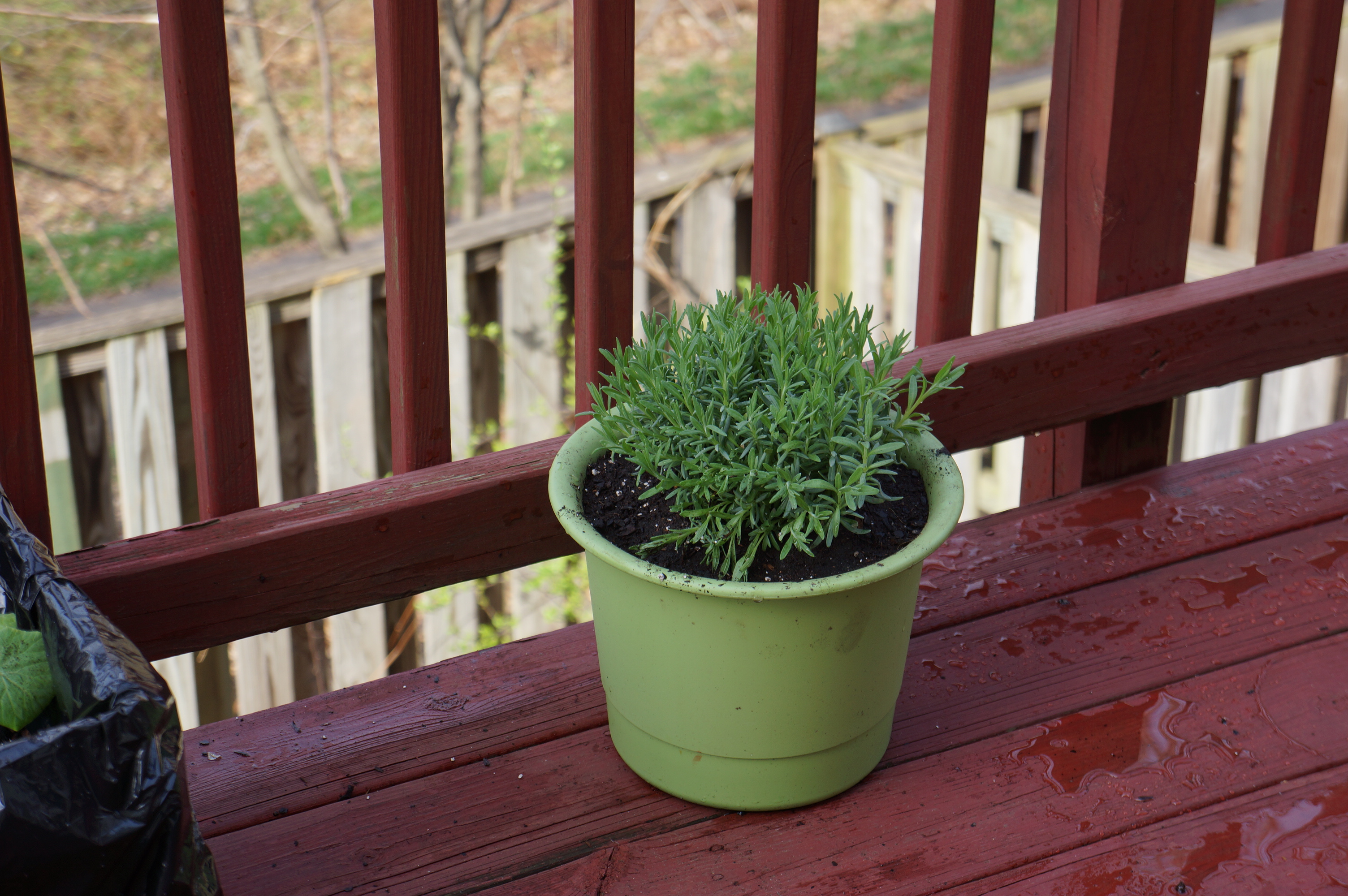 Free download high resolution image - free image free photo free stock image public domain picture -small potted plants sitting on a patio table