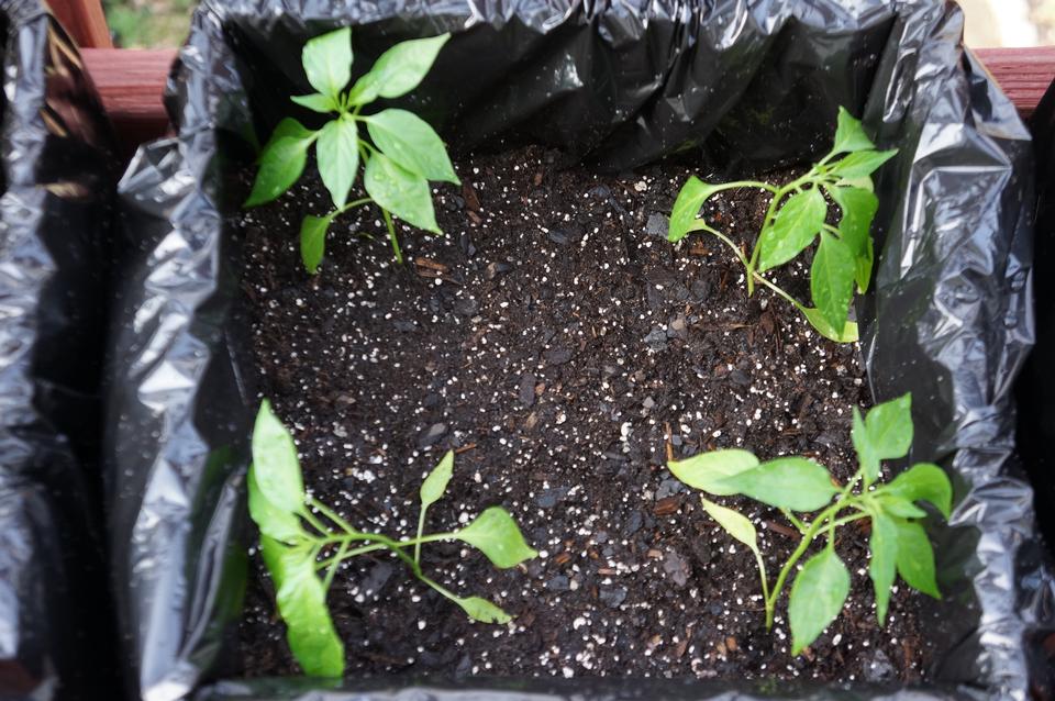 Free download high resolution image - free image free photo free stock image public domain picture  Pepper plants in pots on window sill